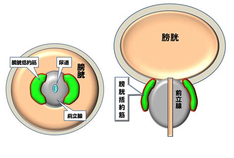 射精 勢い|射精と逆行性射精のメカニズム: 泌尿器科の常識と盲点